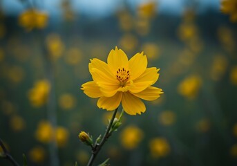 Obraz premium Vibrant Yellow Flower Softly Lit Field. AI Generated