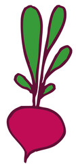 radish