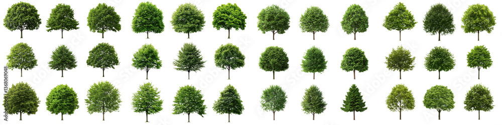 Poster a diverse collection of various types of green trees including evergreen and deciduous species displ