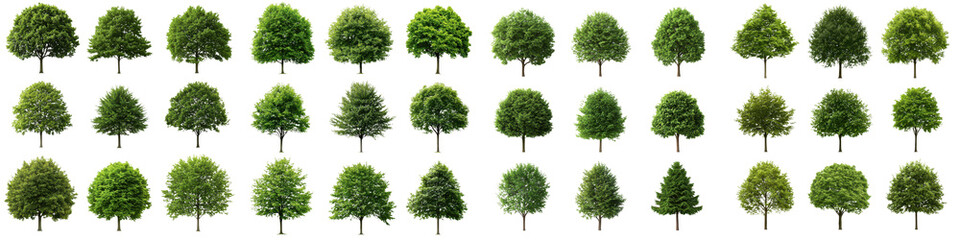 A diverse collection of various types of green trees including evergreen and deciduous species displaying a range of shapes sizes and foliage textures in a natural lush environment
