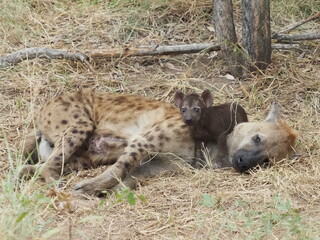 Hyena mom and baby, Kruger National Park, South Africa tourism