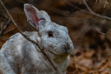 rabbit in the garden