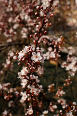Close-up of decorative peach blossom. Pink blossom in early spring. Spring mood.