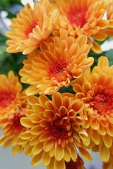 Colorful clusters of orange chrysanthemums display their full, radiant petals in a garden