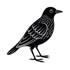 vector illustration of a bird