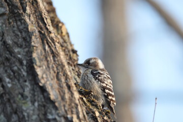 Japanese pygmy woodpecker or pygmy woodpecker (Dendrocopos kizuki seebohmi) is a species of woodpecker. This photo was taken in Hokkaido, Japan.