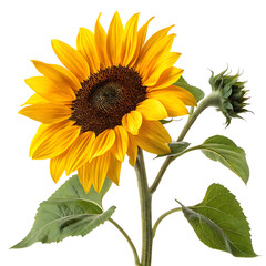 Obraz premium Sunflower isolated
