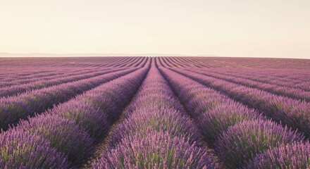 Fototapeta premium Expansive lavender fields stretching under a soft sunset sky, creating a serene atmosphere