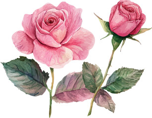 Fototapeta premium bouquet of pink roses