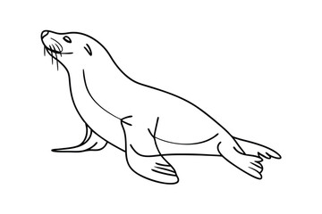 Line drawing of a California sea lion, marine mammal