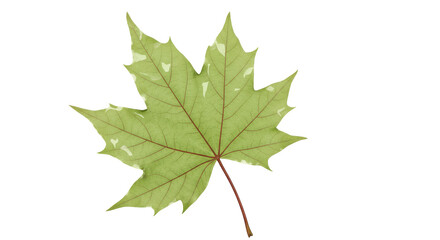 Isolated Pale Green Maple Leaf with White Patches