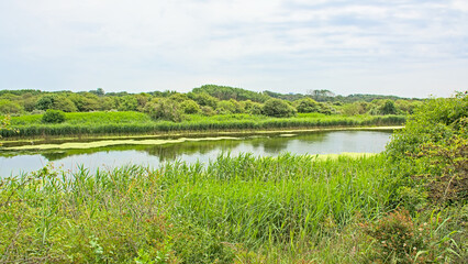 Green dunes with seep in Scheveningen, The Hague, The Netherlands 