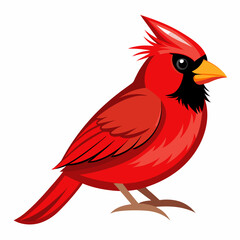 High-quality Red Cardinal Bird vector illustration, perfect for digital art, prints, and designs.