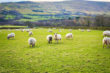 sheep grazing in the field