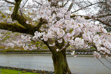 日本、京都、世界遺產、醍醐寺、春、桜、青空、歴史的建造物、木造階建