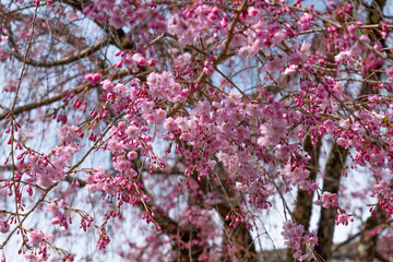 日本、京都、世界遺產、醍醐寺、春、桜、青空、歴史的建造物、木造階建