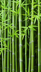 Fototapeta premium Lush green bamboo stalks and leaves