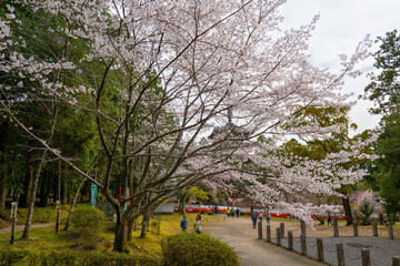 日本、京都、世界遺產、醍醐寺、春、桜、歴史的建造物、木造階建