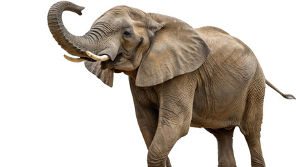 Fototapeta premium An elephant standing in a serene pose with a transparent background