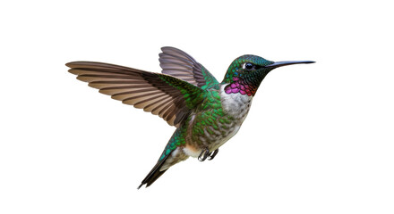 Isolated Hummingbird