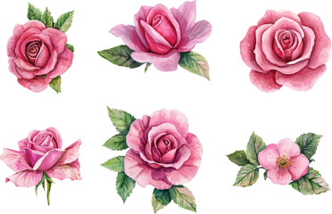 Naklejka premium Modern Watercolor Pink Rose
