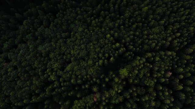 Aerial view of forest,ecosystem and healthy environment. Texture of green tree forest.
