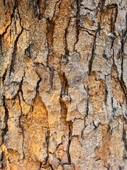 Textured Bark of an Old Tree Trunk