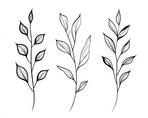 Fototapeta premium Three Minimalist Black and White Leaf Branch Drawings on White