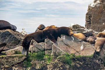 Sea Lion colony in Cortez Sea Isla Cerralvo baja california sur mexico relaxing on the rocks