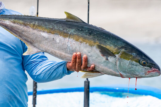 Fresh just caught amberjack or yellowtail Seriola quinqueradiata in cortez sea, baja california sur mexico