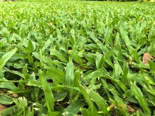 Obraz premium Lush Green Grass Field Close-up