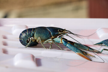Fish farm for growing fish in the Almaty region in Kazakhstan.
