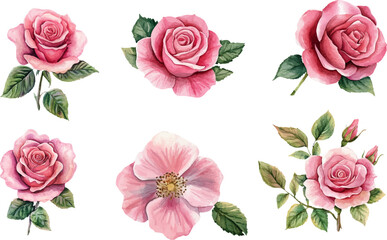 Naklejka premium Botanical Watercolor Pink Rose Art