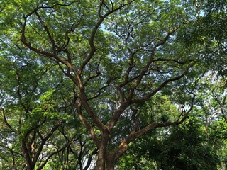 Large Tree with Sprawling Branches and Green Leaves