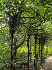 Ornate Metal Arbor in Lush Green Garden