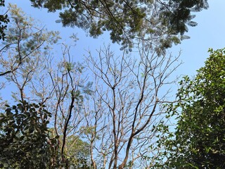 Skyward View Through Bare and Green Tree Branches