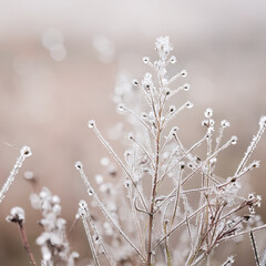 Fototapeta premium 美しい光の中の植物、雨上がりの美しい水滴が反射する風景