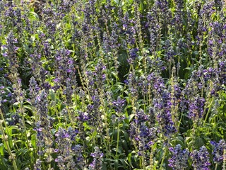 Obraz premium Purple Wildflowers in Bloom Under Sunlight