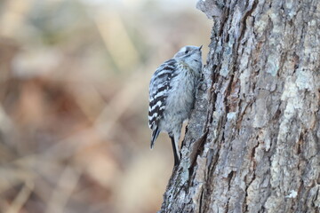Japanese pygmy woodpecker or pygmy woodpecker (Dendrocopos kizuki seebohmi) is a species of woodpecker. This photo was taken in Hokkaido, Japan.