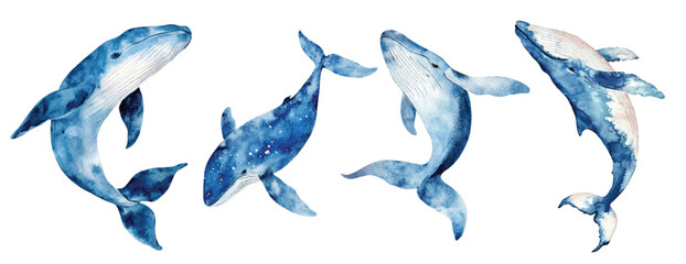 Fototapeta premium Blue whale watercolor vector illustration set, underwater ocean animal art isolated on white background