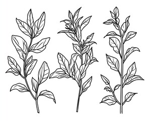 Elegant line art illustration of botanical herbs with delicate leaves