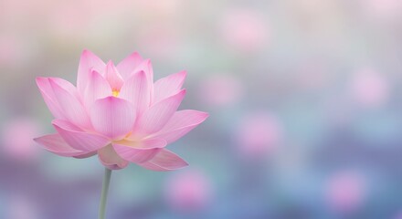 Obraz premium Soft pink lotus blooms gently bathed in dreamy light. AI Generated
