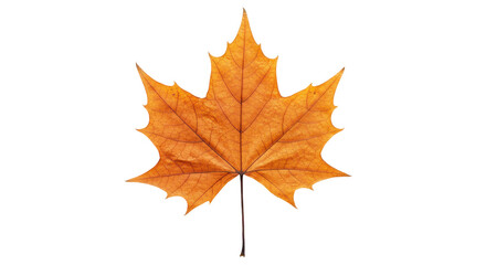 Isolated Orange Autumn Maple Leaf