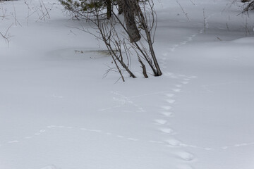 Traces of wild animals on the surface of snow in the forest. Winter landscape in nature