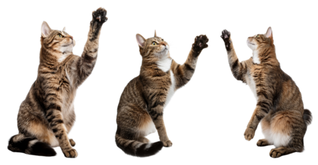Three playful cats reaching out with paws, showcasing their adorable and curious nature.