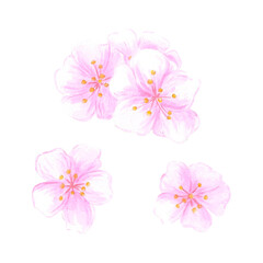 Fototapeta premium Hand drawn watercolor cherry blossom flowers composition. Illustration of flowers isolated on white background. Can be used for postcard, label, scrapbook and other printed products.