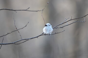 The long-tailed tit (Aegithalos caudatus japonicus), also named long-tailed bushtit, is a common...