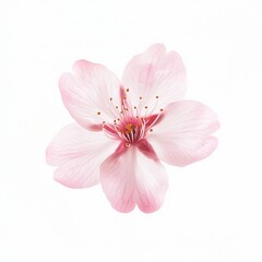 Fototapeta premium Delicate Pink Cherry Blossom Petal Isolated on White Background
