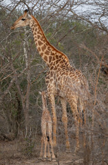 Giraffen Mutter mit Jungtier Giraffenkalb im Busch vom Krüger National Park - Kruger Nationalpark Südafrika