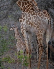 Giraffen Mutter mit Jungtier Giraffenkalb im Busch vom Krüger National Park - Kruger Nationalpark Südafrika